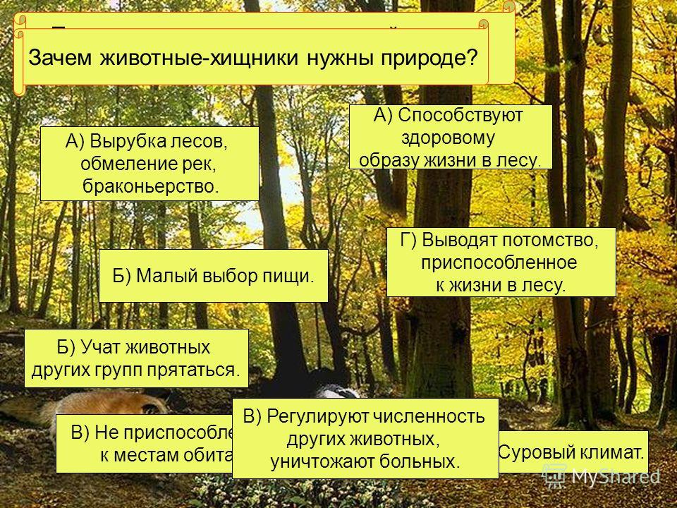 Как вырубка лесов связана с усилением наводнений Как вырубка лесов связана с усилением наводнений