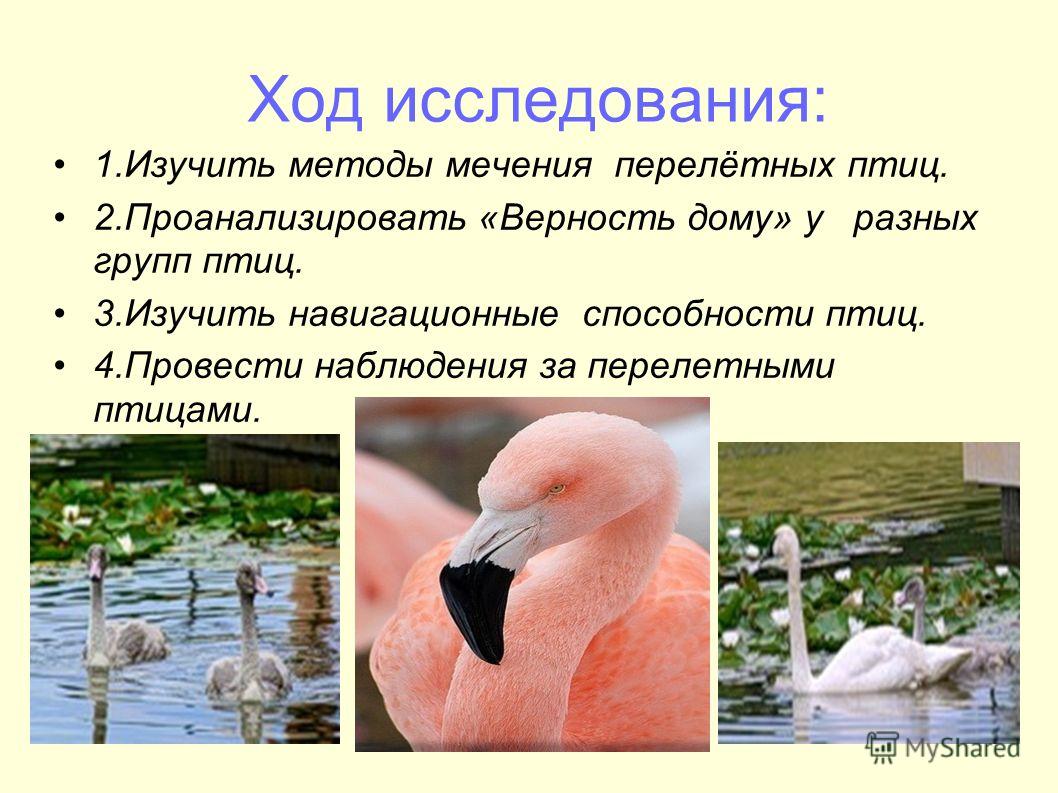 Проект птицы наши друзья