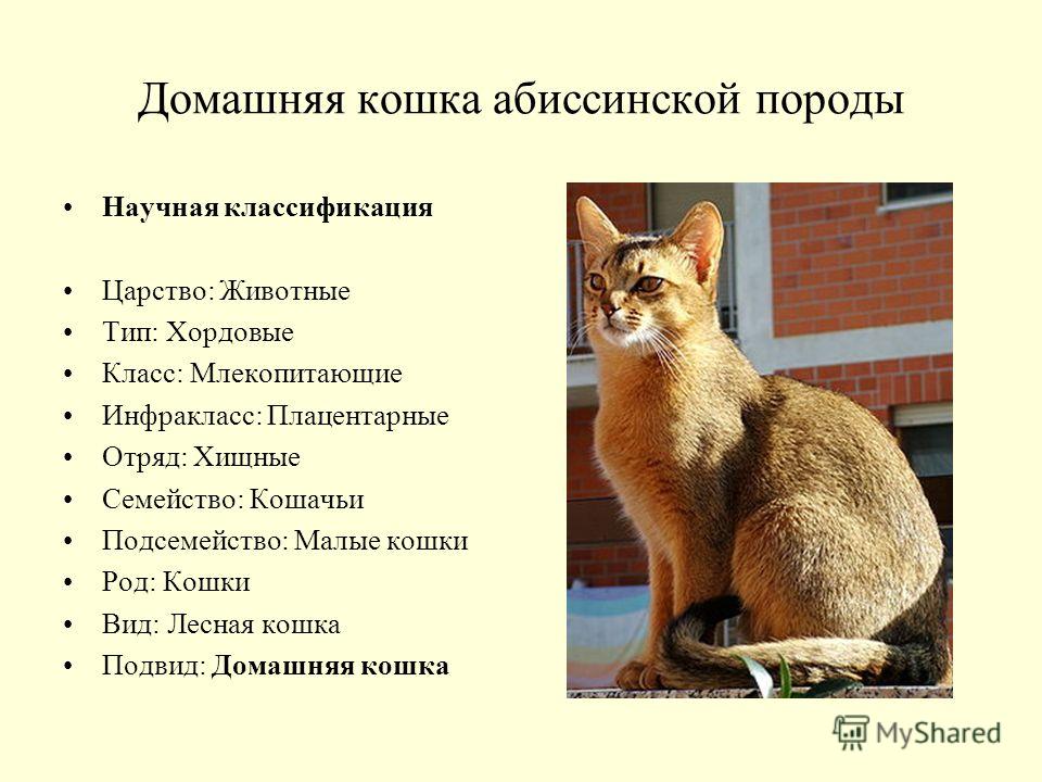 Кошка Фото Животного Домашняя Кошка Фото Животного Домашняя
