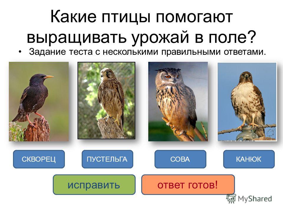тест птицы биология