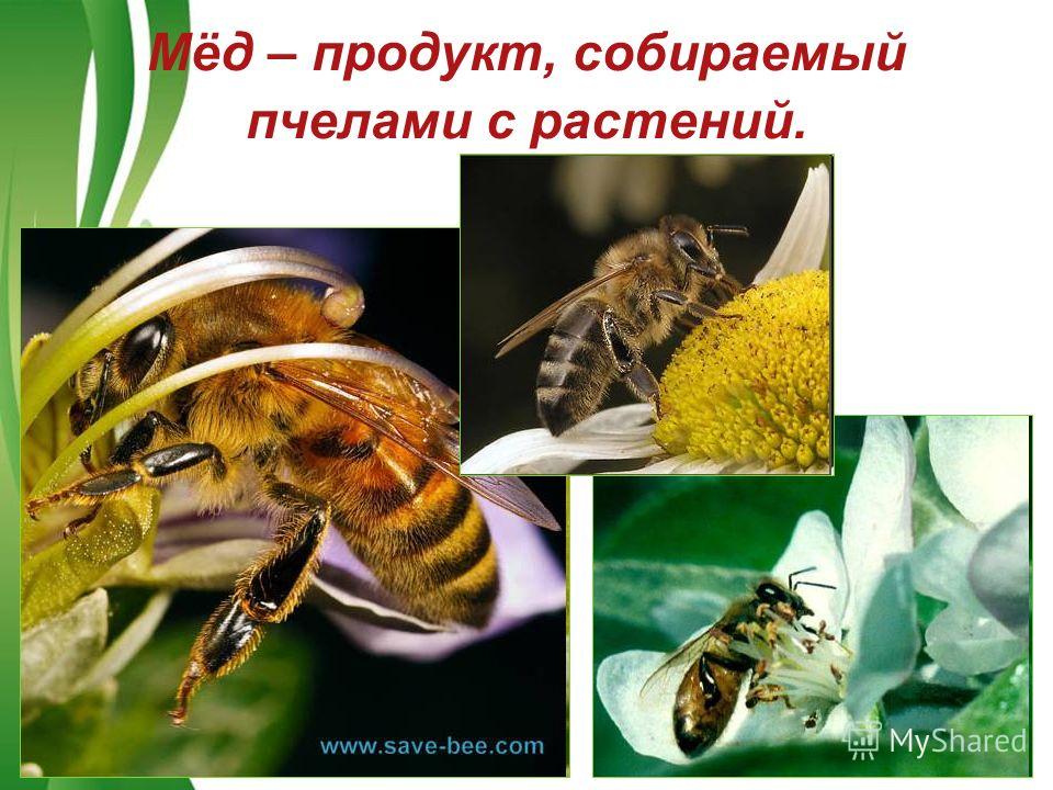 Free Powerpoint TemplatesPage 4 Мёд – продукт, собираемый пчелами с растений.