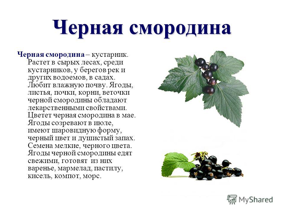 Стих о кустарниках Стих о кустарниках