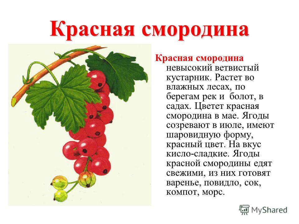 Стих о смородине Стих о смородине