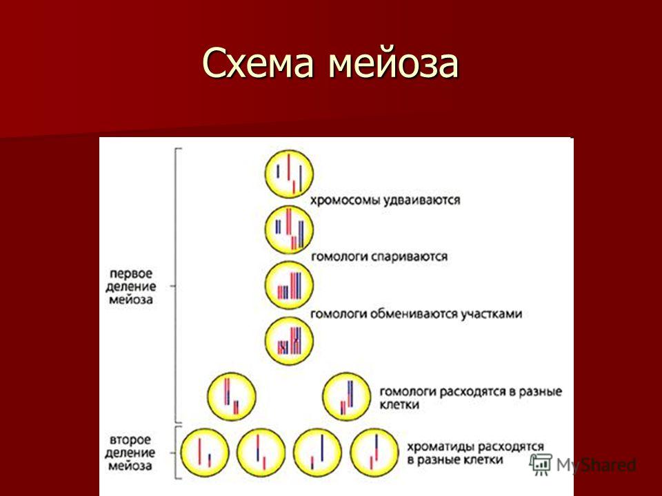 Мейоз 1 и мейоз 2 таблица