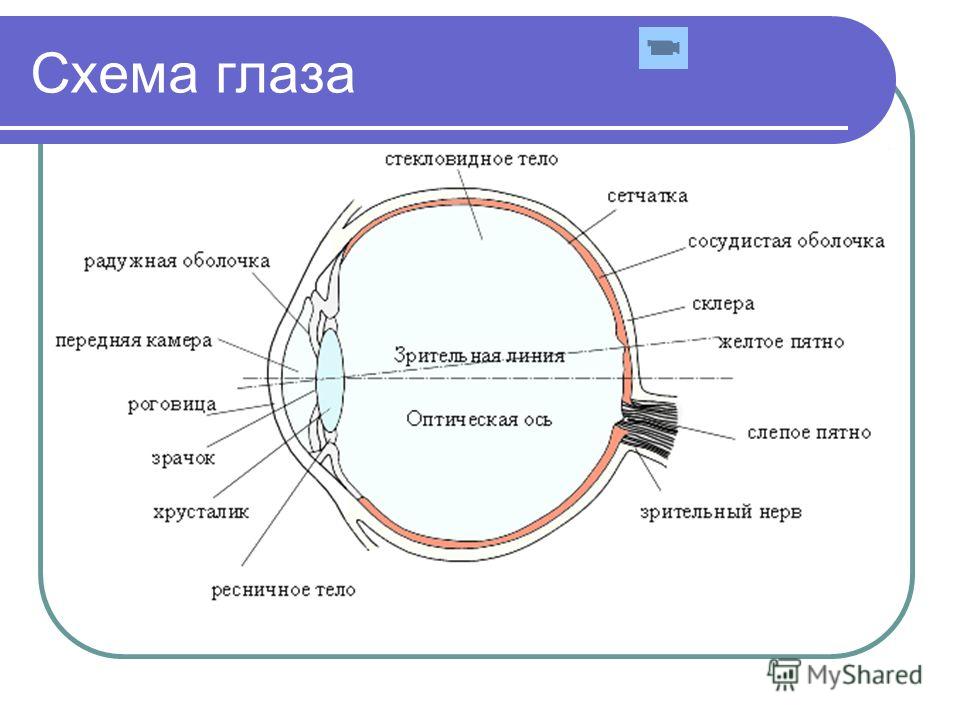 Схема глаз человека для детей Схема глаз человека для детей