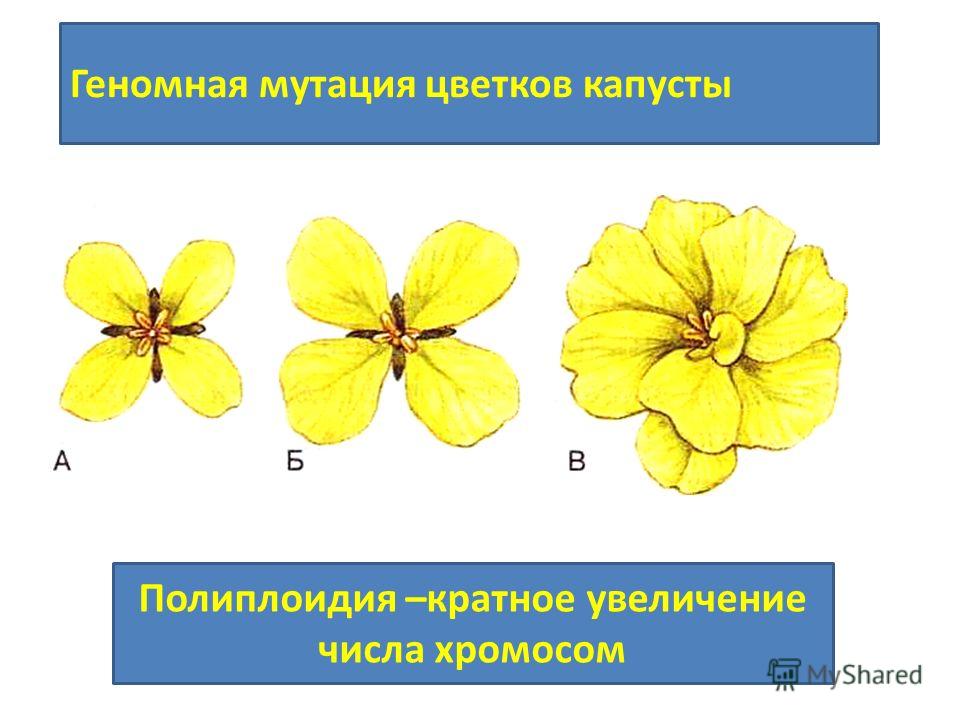 Наследственная изменчивость связана с Наследственная изменчивость связана с