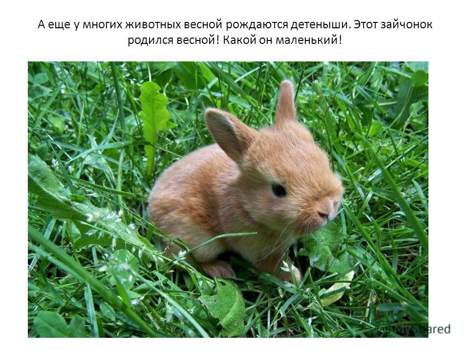 Картинки о зверях весной Картинки о зверях весной