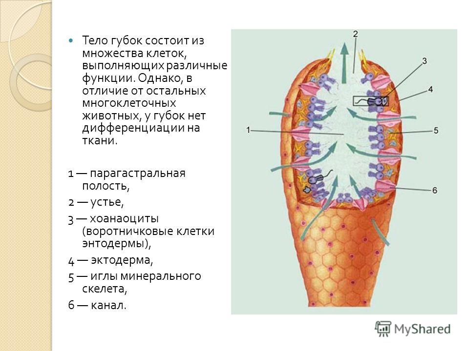 тип губки схематичная картинка онлайн