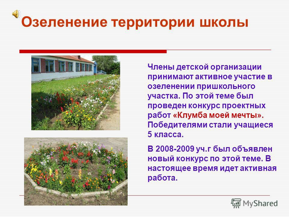 Озеленение пришкольного участка фото