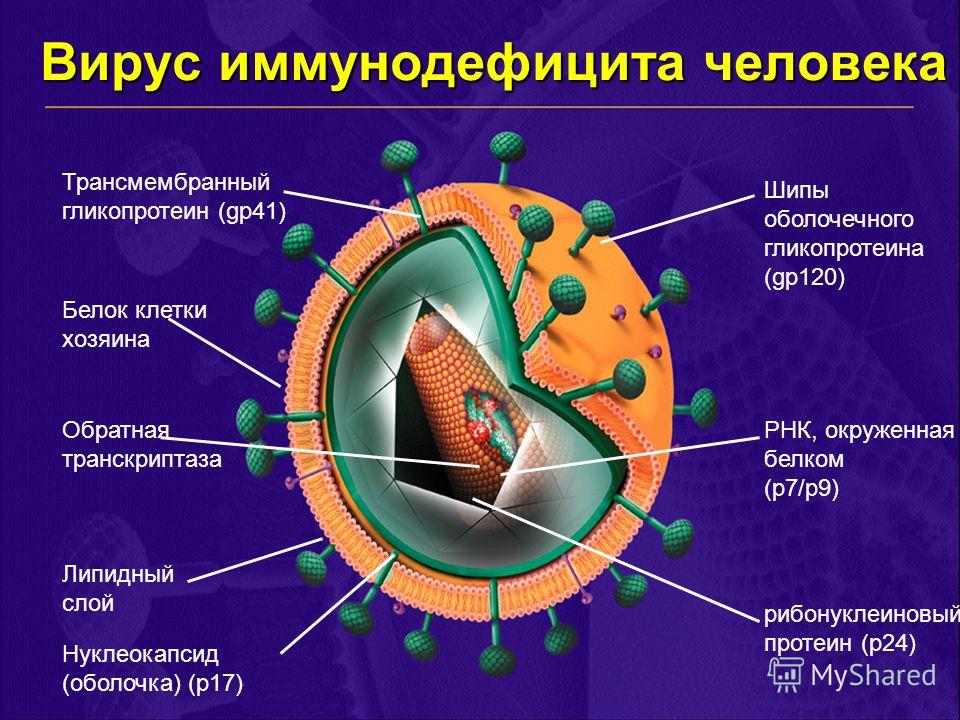 Вирус иммунодефицита человека Трансмембранный гликопротеин (gp41) Белок клетки хозяина Липидный слой Нуклеокапсид (оболочка) (p17) Обратная транскриптаза рибонуклеиновый протеин (p24) РНК, окруженная белком (p7/p9) Шипы оболочечного гликопротеина (gp