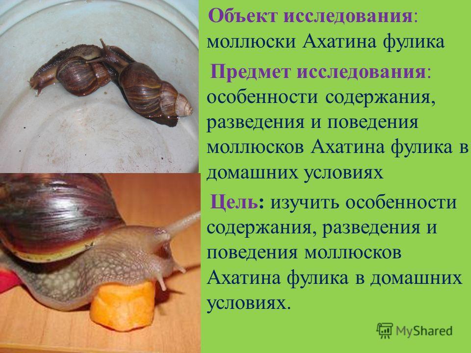 Содержим улиток в домашних условиях Содержим улиток в домашних условиях