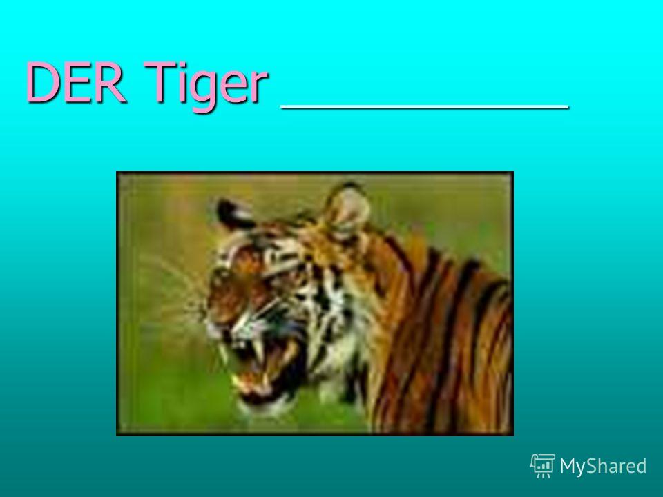 DER Tiger _____________