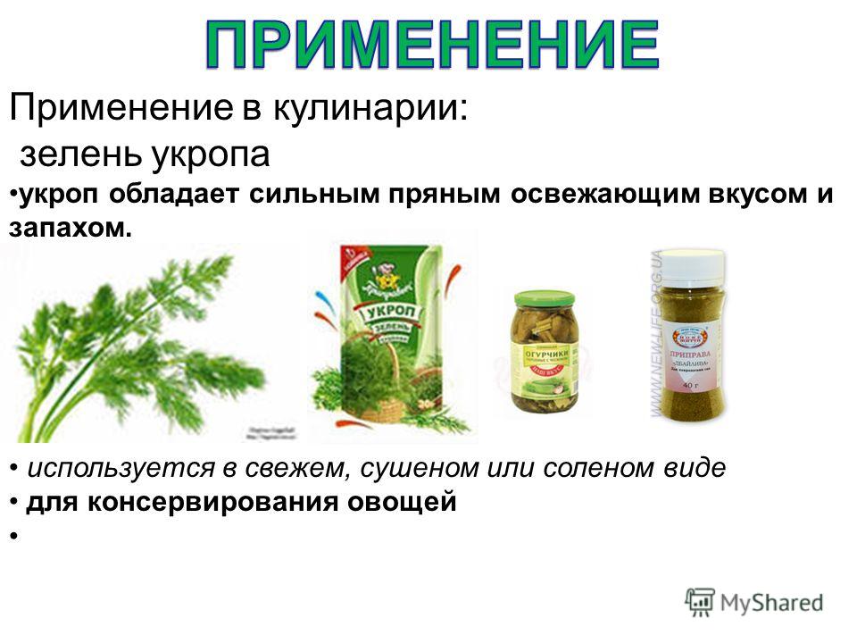 Как сделать настой из семян укропа для младенца Как сделать настой из семян укропа для младенца