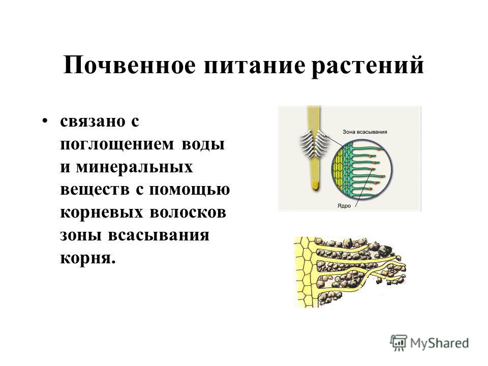 Схема питания растений 3 Презентация на тему: "ПИТАНИЕ. ПОЧВЕННОЕ И ВОЗДУШНОЕ ПИТАНИЕ РАСТЕНИЙ..". Скачат