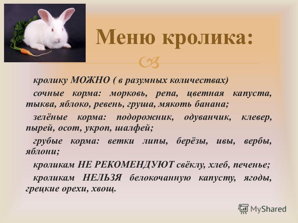 Чем кормить кроликов в домашних условиях декоративных Чем кормить кроликов в домашних условиях декоративных