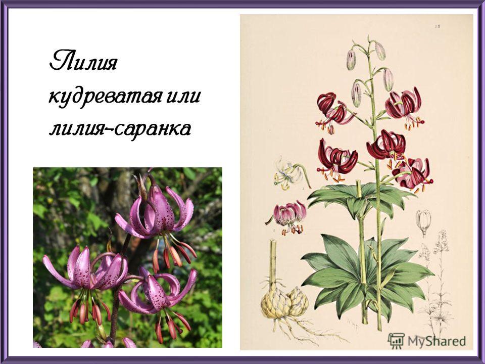 Женщины Номерами Телефонов Саранки Секса