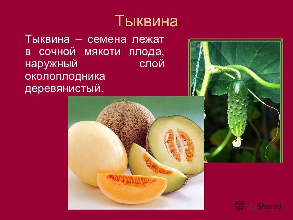 Плод тыквина у кого-то Плод тыквина у кого-то