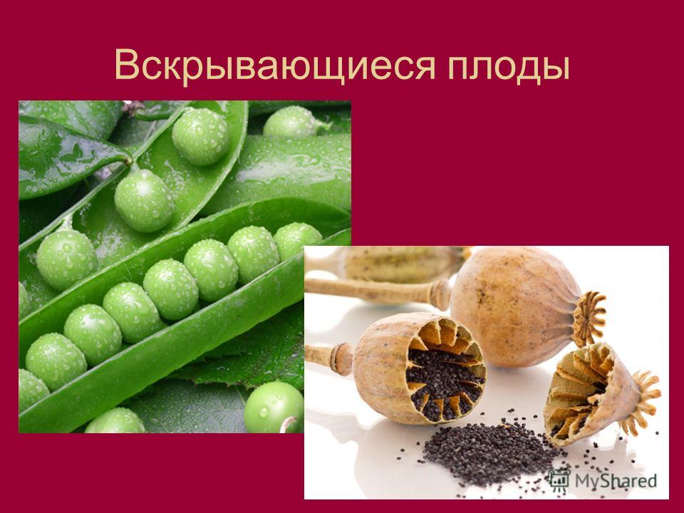 Околоплодником или перикарпием называют наружную часть плода Околоплодник Морфологическая классификация плодов