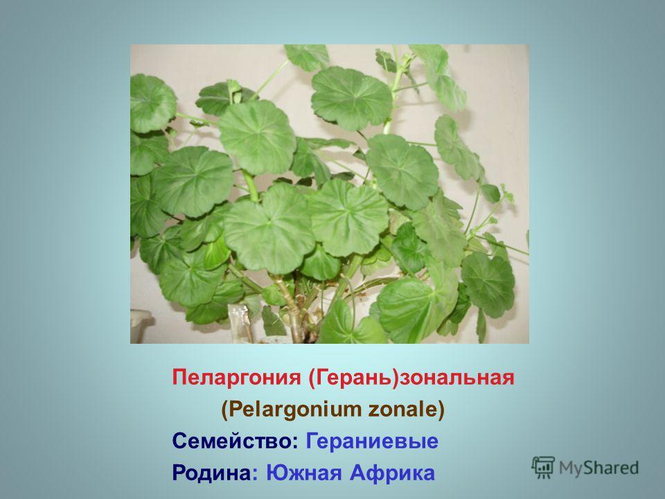 Пеларгония зональная Родина