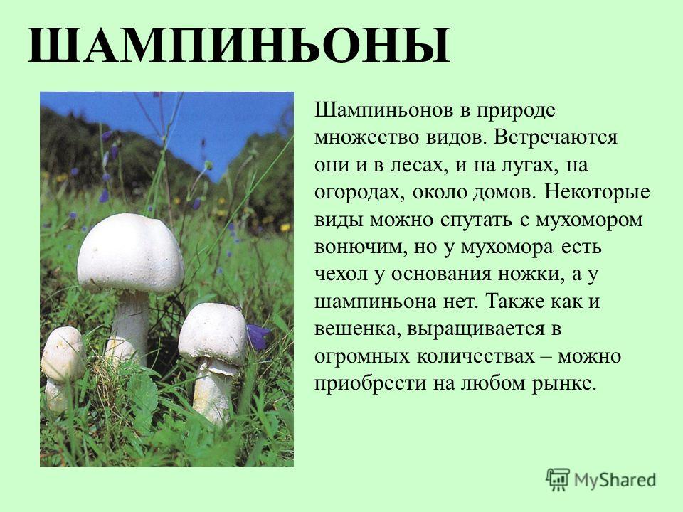 Шампиньоны в природе картинки Шампиньоны в природе картинки