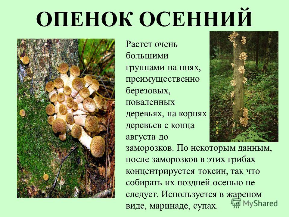 Опята В Березовых Посадках Фото Опята В Березовых Посадках Фото