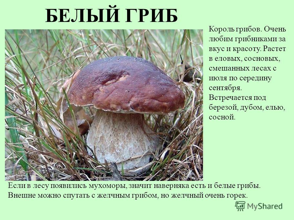 Реферат Про Грибы 7 Класс Биология Реферат Про Грибы 7 Класс Биология