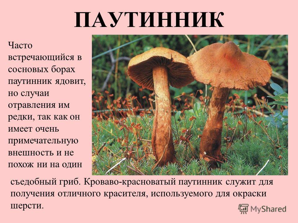 паутинник грибы фото онлайн паутинник грибы фото