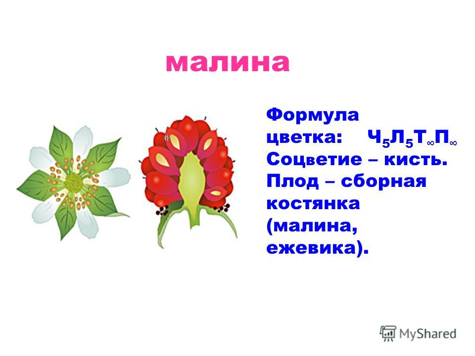 Цветок малины формула Цветок малины формула