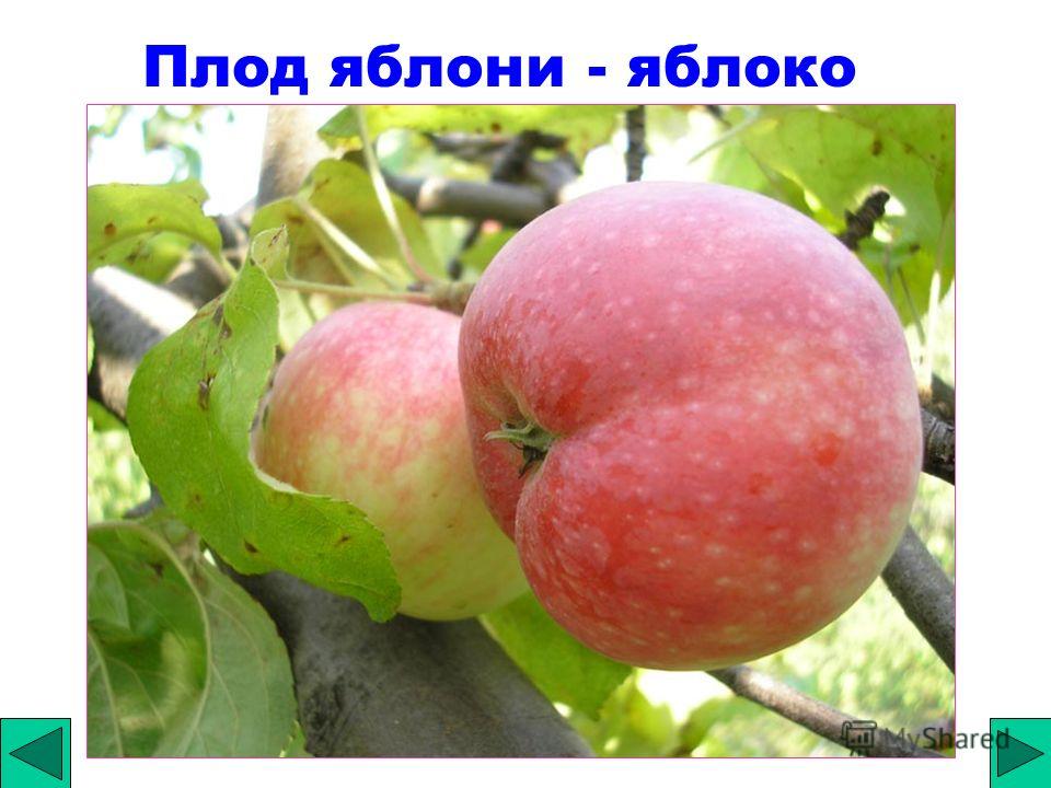 Плод яблони - яблоко
