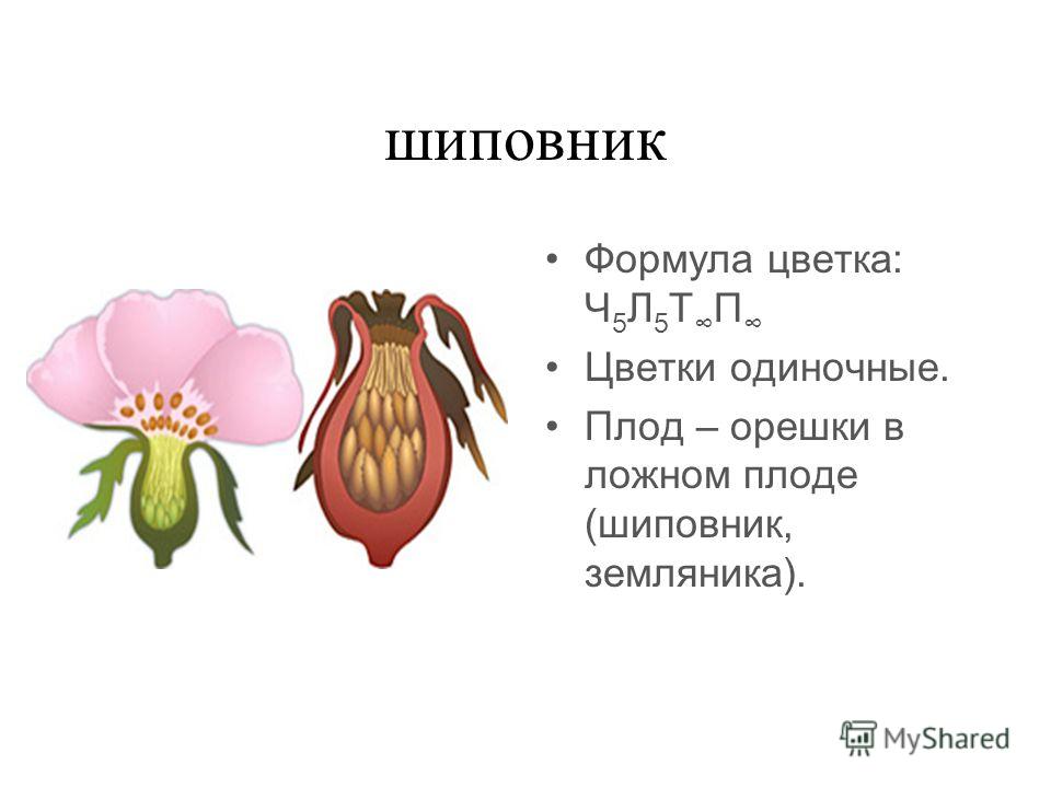 Земляника-строение цветка Земляника-строение цветка