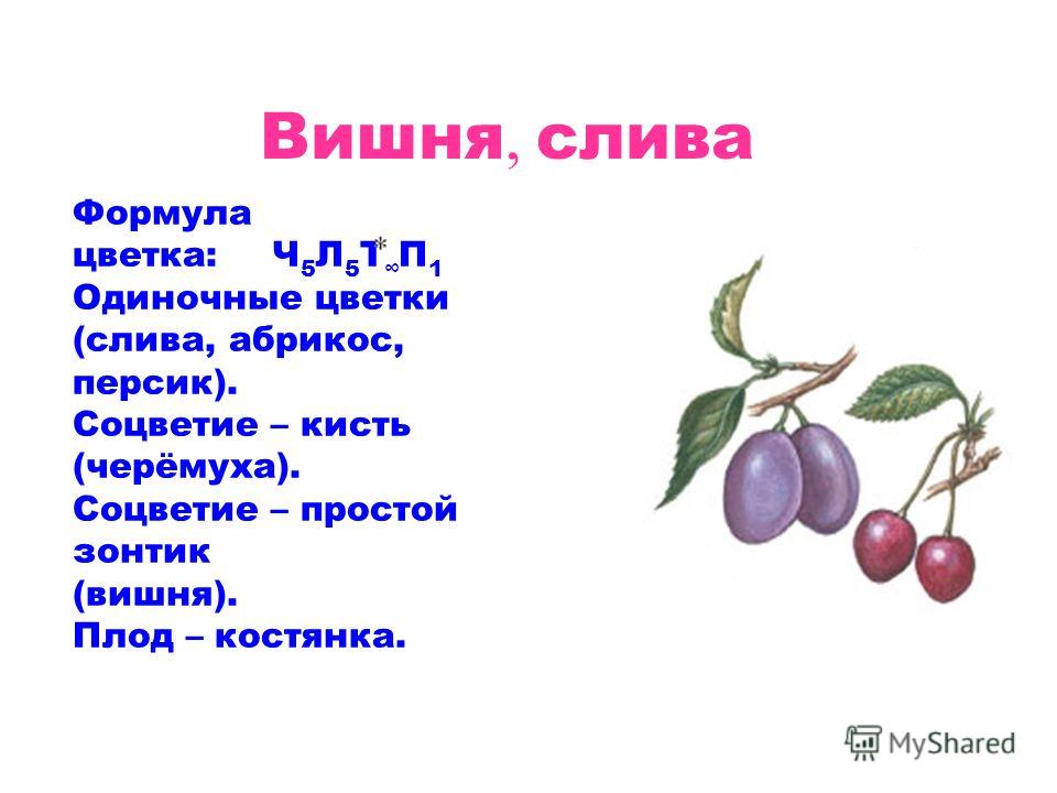 Вишня, слива Формула цветка: Ч 5 Л 5 Т П 1 Одиночные цветки (слива, абрикос, персик). Соцветие – кисть (черёмуха). Соцветие – простой зонтик (вишня). Плод – костянка.