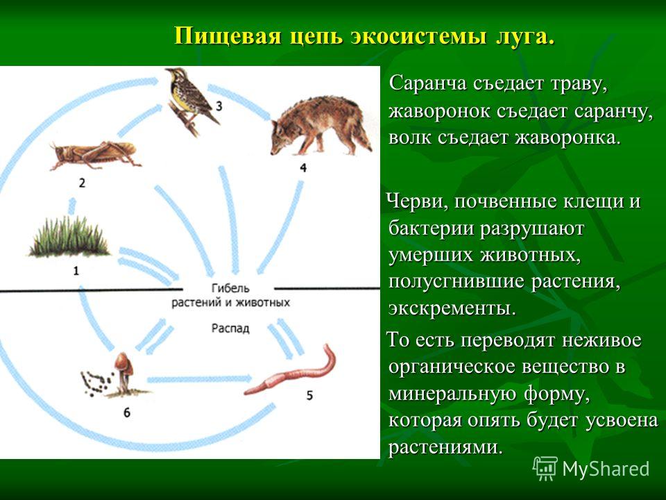 Составьте схемы цепей питания в луговом сообществе