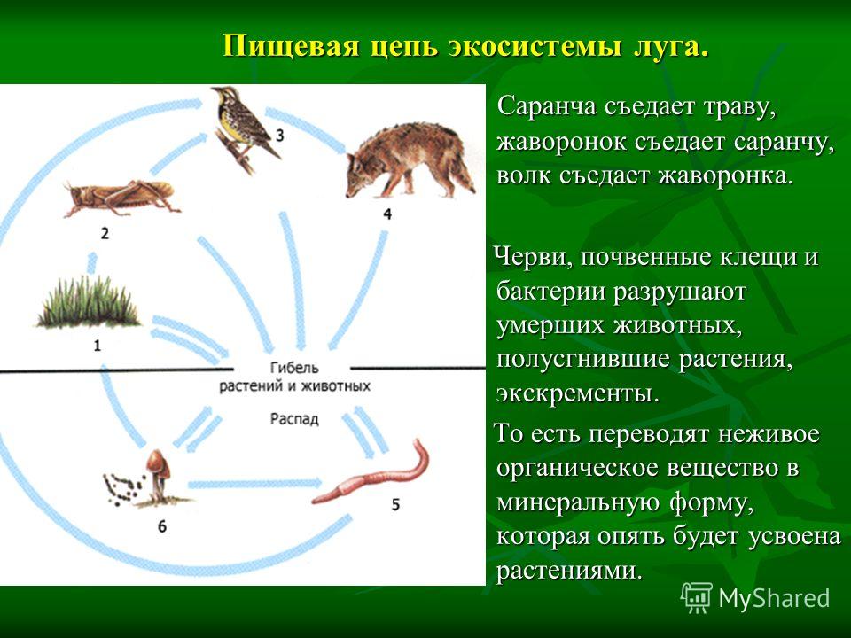 Пример Пищевых Цепочек На Лугу