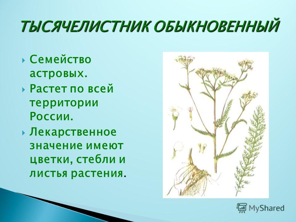 Какое значение имеют цветки Какое значение имеют цветки