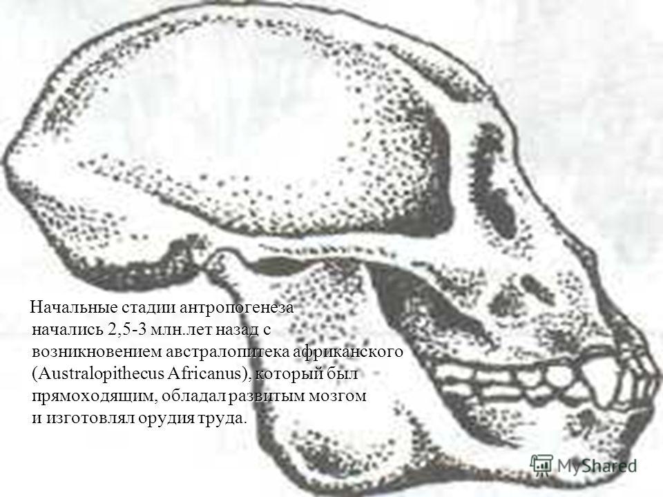 Начальные стадии антропогенеза начались 2,5-3 млн.лет назад с возникновением австралопитека африканского (Australopithecus Africanus), который был прямоходящим, обладал развитым мозгом и изготовлял орудия труда. Начальные стадии антропогенеза началис