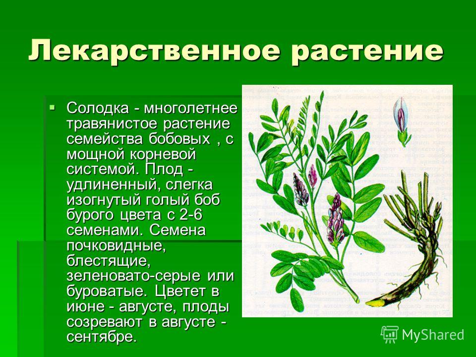 Презентация по окружающему миру на тему "Растения в домашней аптечке" ( 2 класс,
