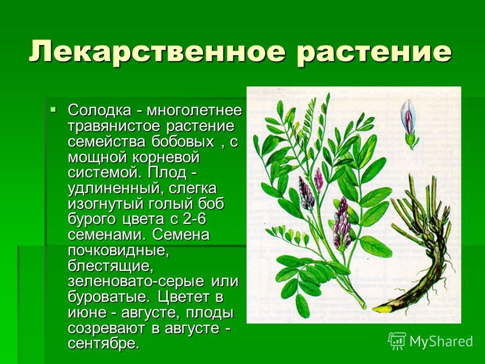 Курсовая работа по теме Солодка голая, её значение для медицины