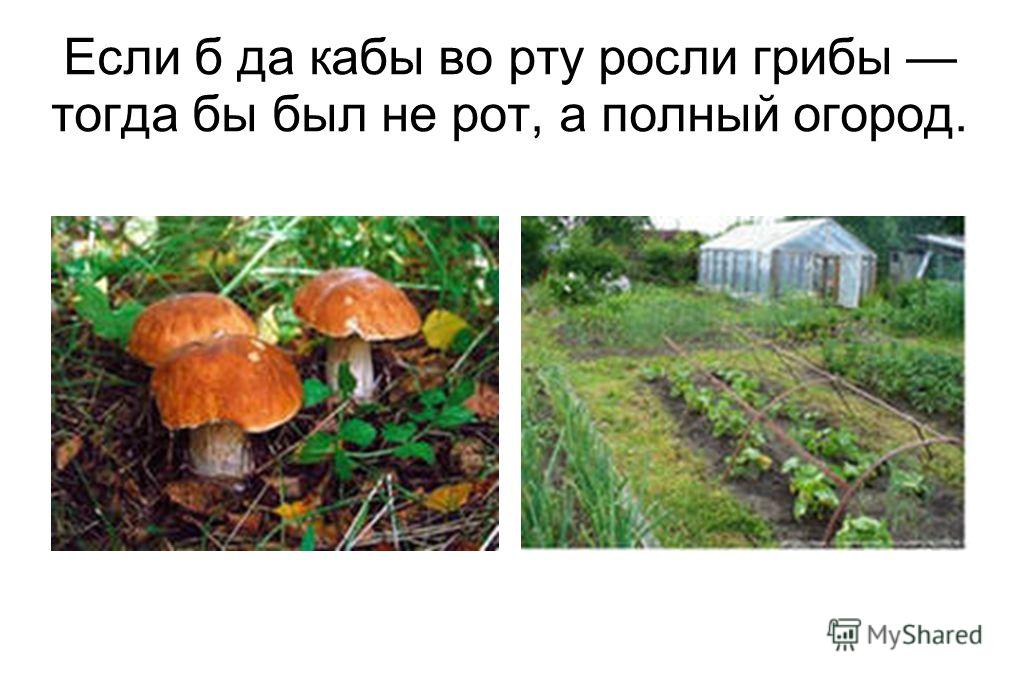 Смысл пословицы сонливый да ленивый-два родных брата Смысл пословицы сонливый да ленивый-два родных брата