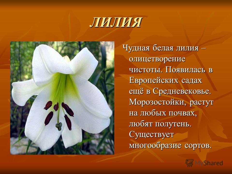 Порно видео с Liliya Лилия