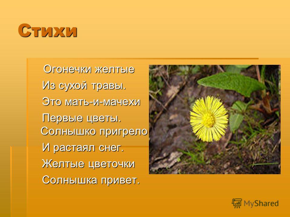 Мачехе в стихах Мачехе в стихах