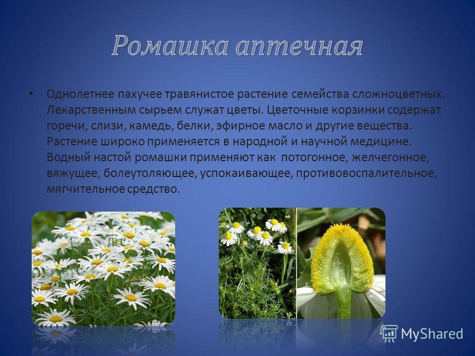 Цветы полей России