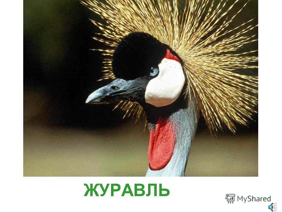 голоса птиц кукушка слушать голоса птиц кукушка слушать