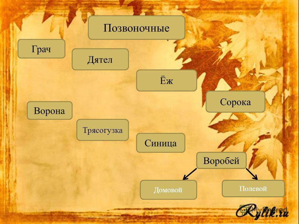 Как зимует воробей в волжском картинки Как зимует воробей в волжском картинки