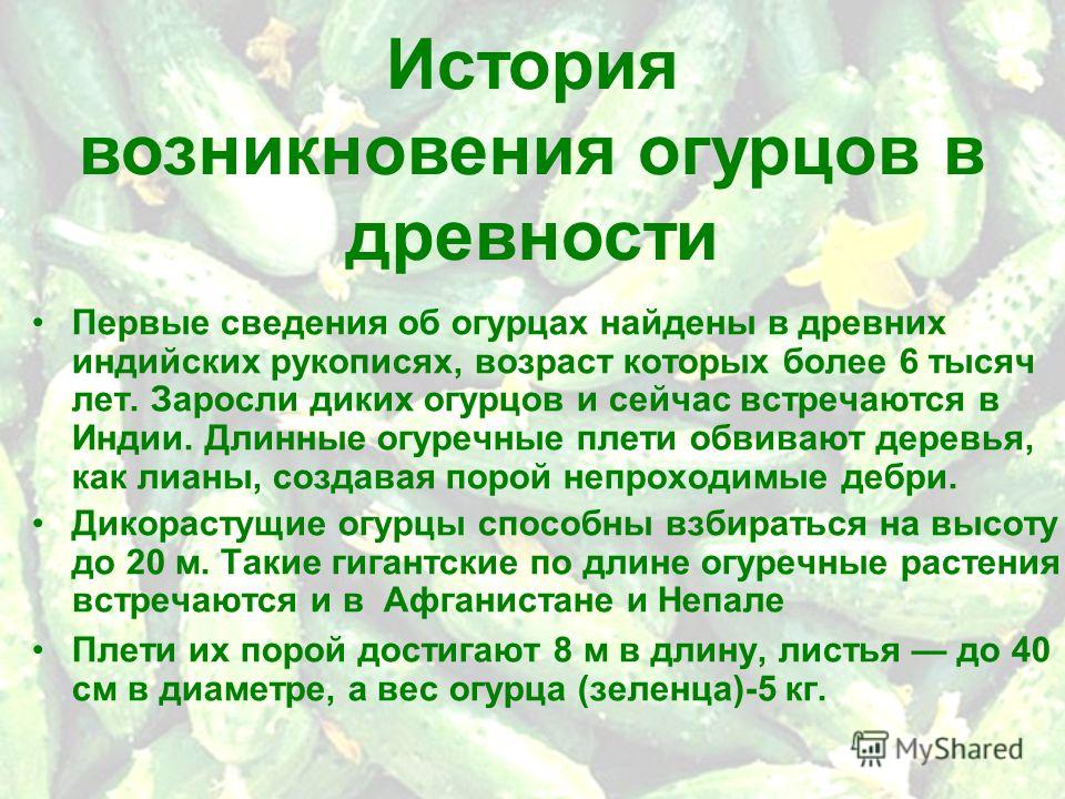 Плети огурцов пожелтели Плети огурцов пожелтели