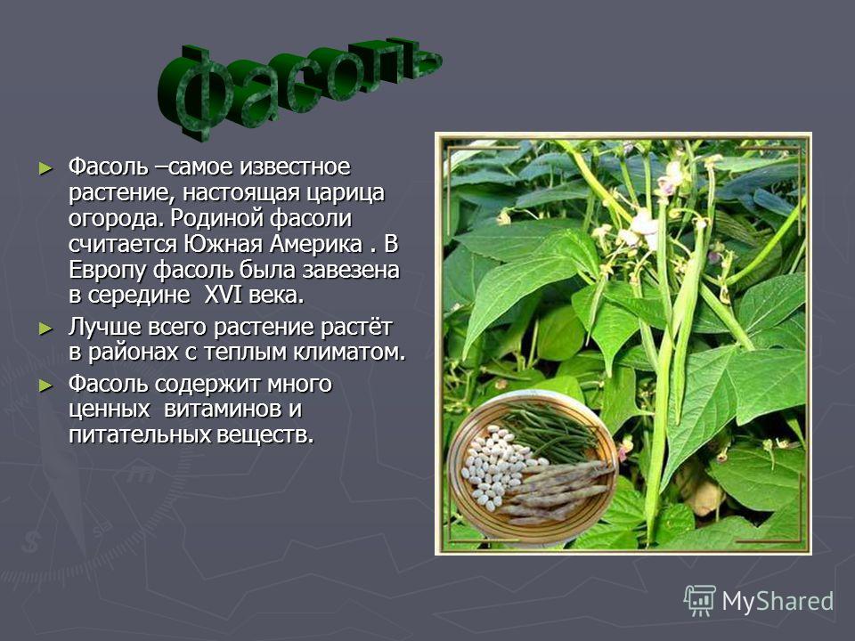 Фасоль –самое известное растение, настоящая царица огорода. Родиной фасоли считается Южная Америка. В Европу фасоль была завезена в середине XVI века. Фасоль –самое известное растение, настоящая царица огорода. Родиной фасоли считается Южная Америка.