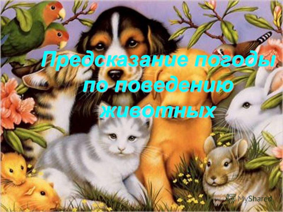 Кошка с ногтями Кошка с ногтями