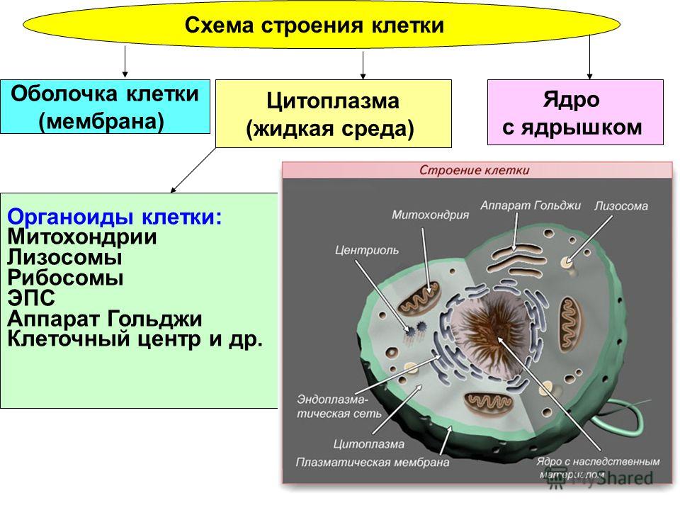 Схема Клетки Фото