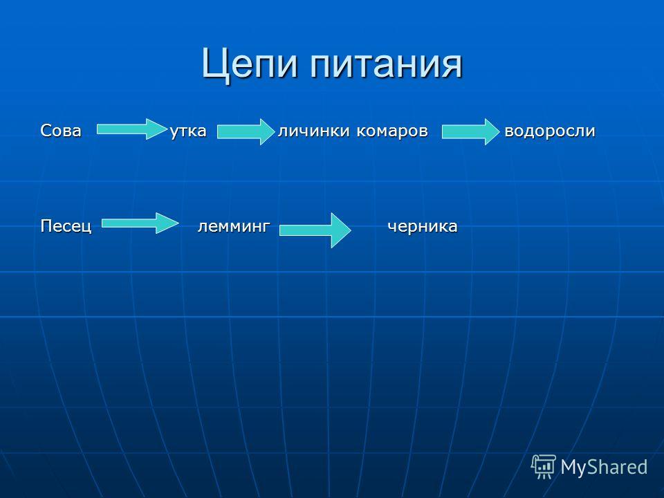 Схема цепи питания тундры окружающий мир Цепь питания в субтропиках фото Shkola-2.ru