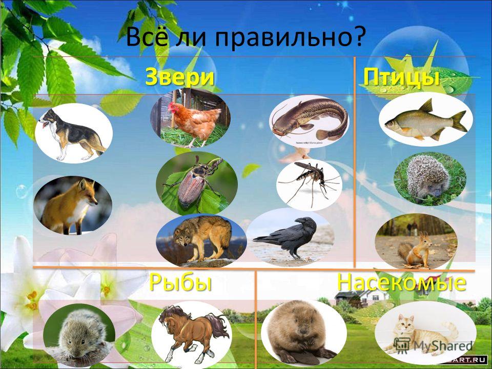 Презентация на тему ребёнок и книга Презентация на тему ребёнок и книга