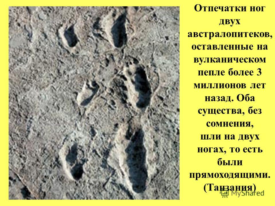 Отпечатки ног двух австралопитеков, оставленные на вулканическом пепле более 3 миллионов лет назад. Оба существа, без сомнения, шли на двух ногах, то есть были прямоходящими. (Танзания)